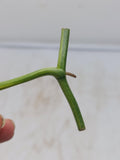 Monstera Karstenianum Peru Variegata Steckling