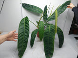 Philodendron Patriciae