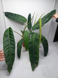 Philodendron Patriciae