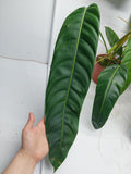 Philodendron Patriciae