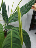 Philodendron Patriciae