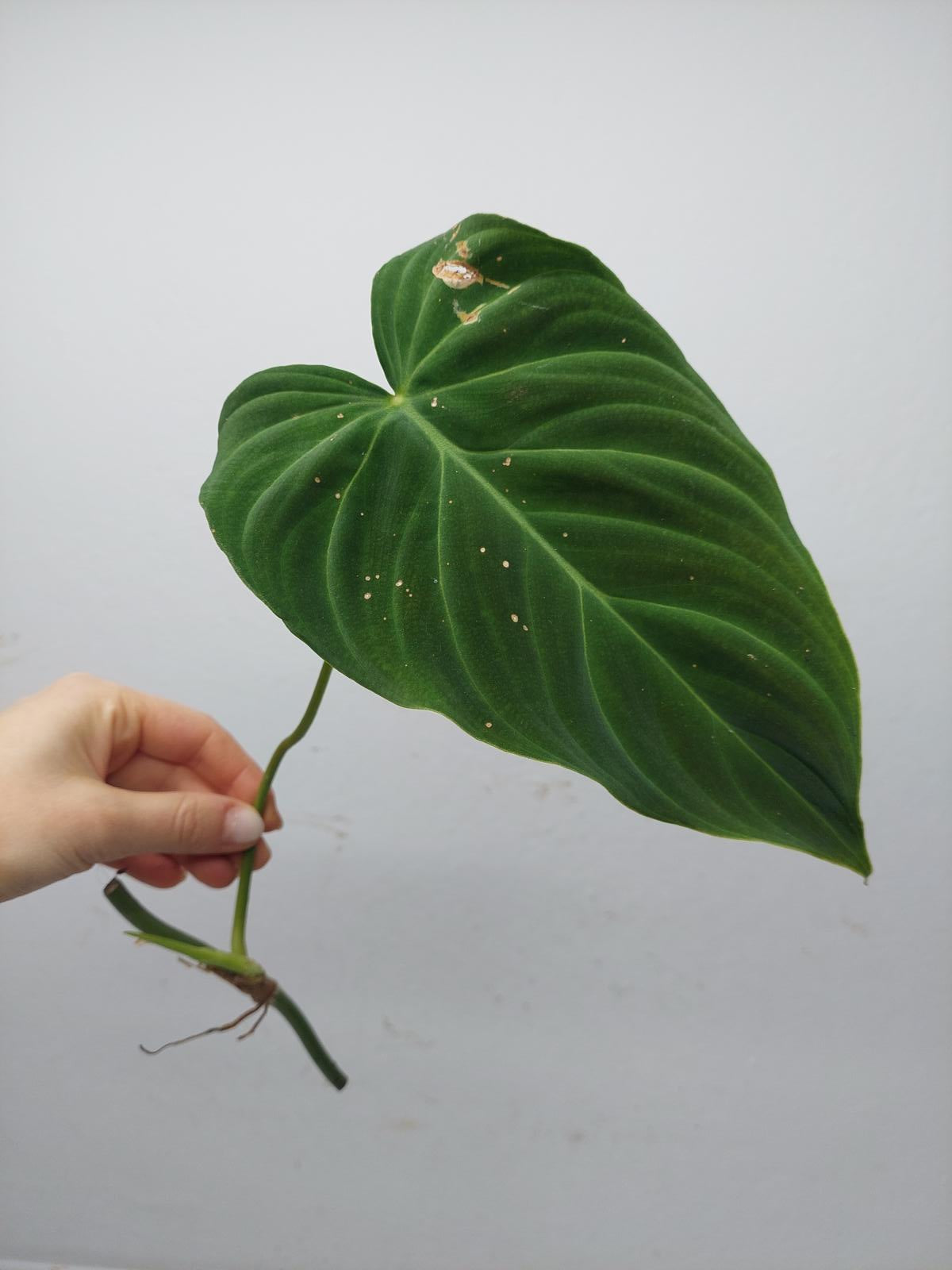 Philodendron Splendid Steckling