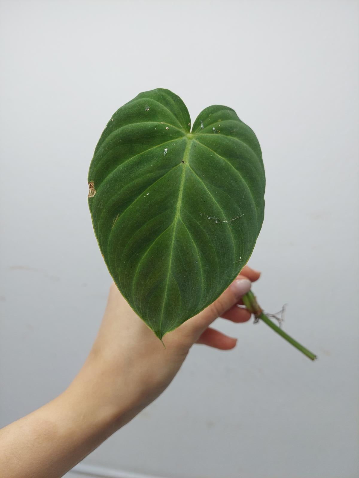 Philodendron Splendid Steckling