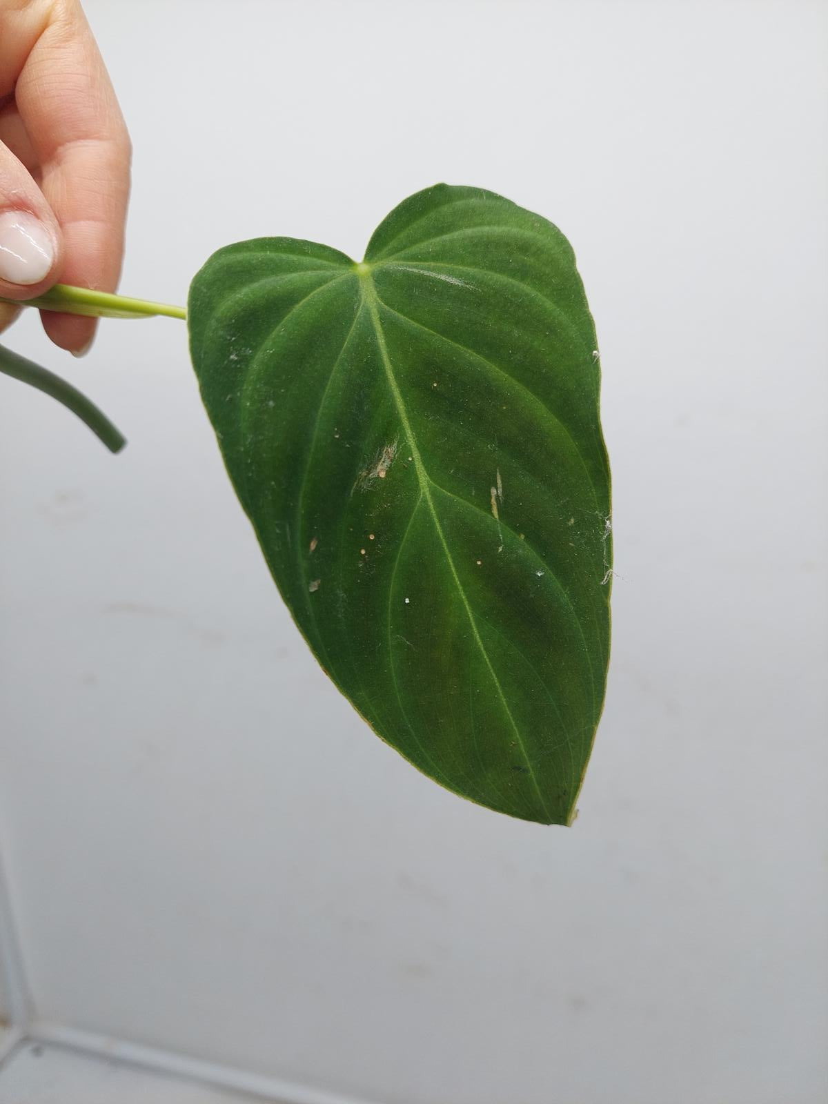 Philodendron Splendid Steckling