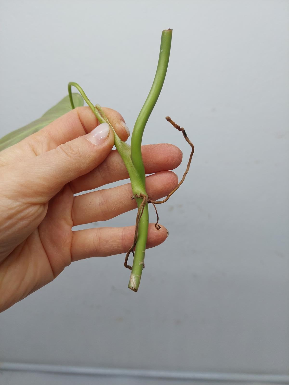 Philodendron Splendid Steckling