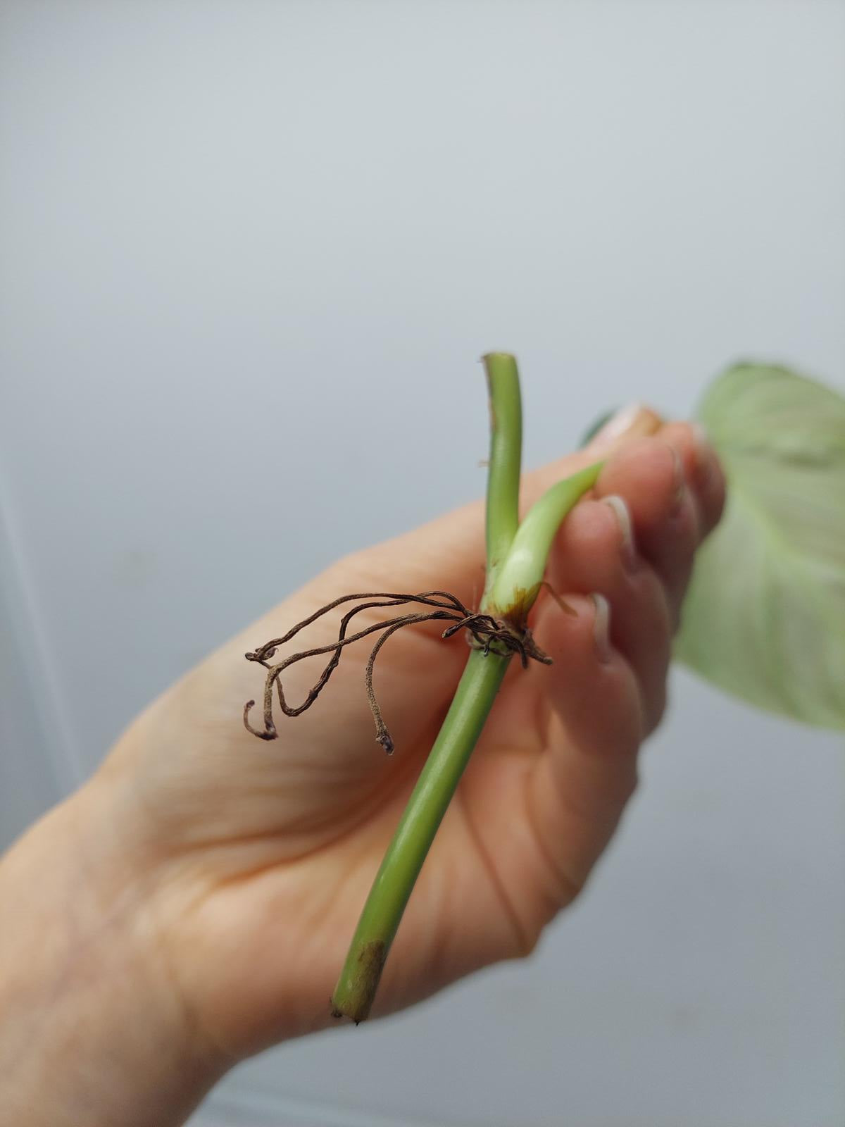 Philodendron Splendid Steckling