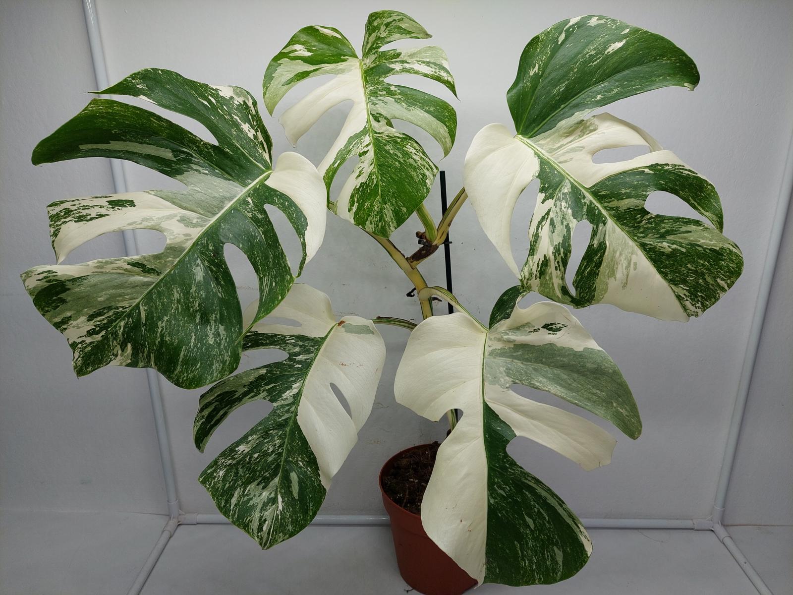 Monstera Variegata (zum aussuchen)