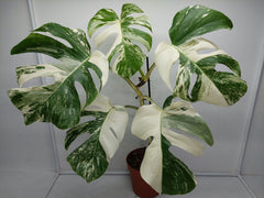 Monstera Variegata (zum aussuchen)