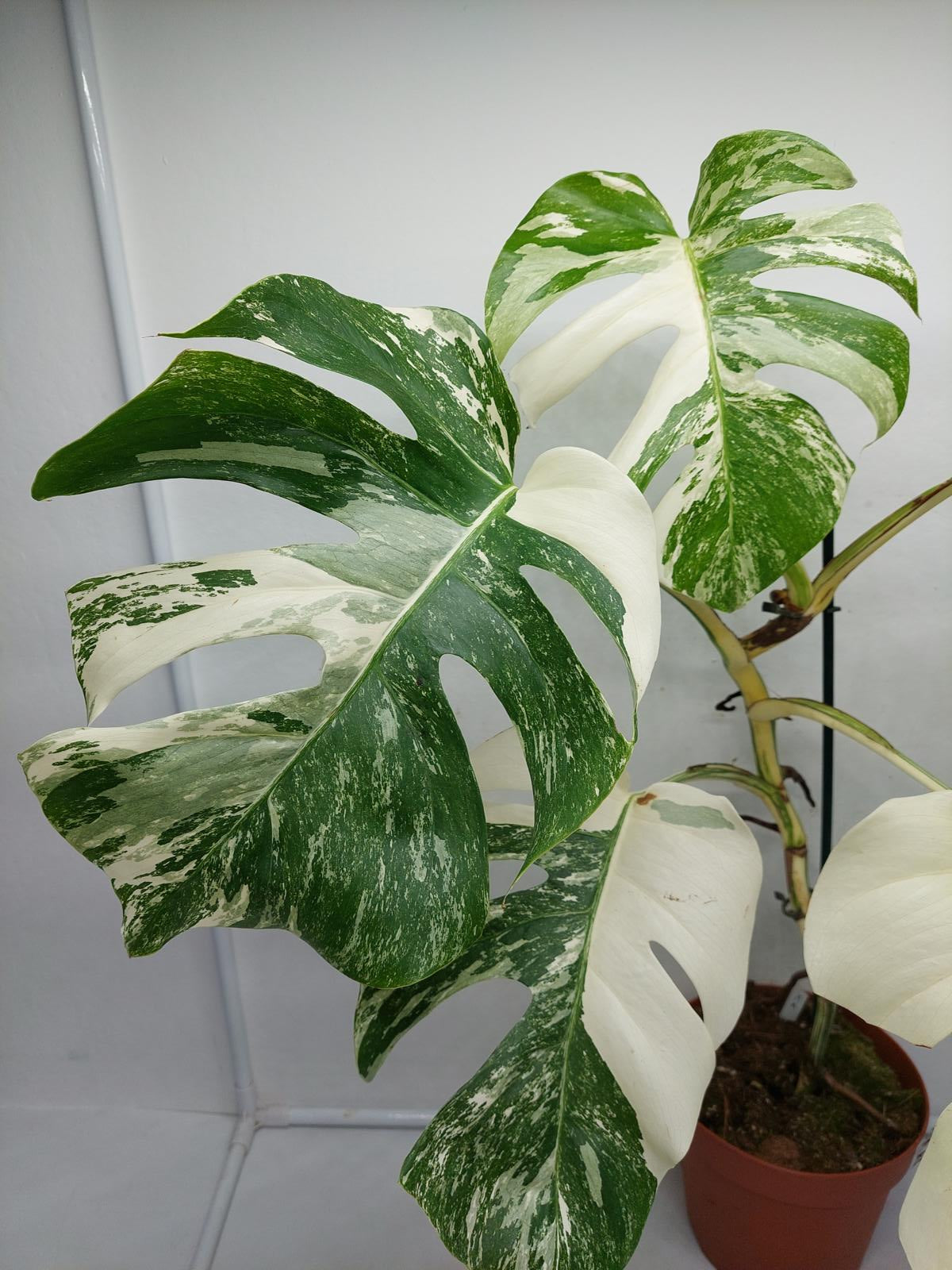 Monstera Variegata (zum aussuchen)