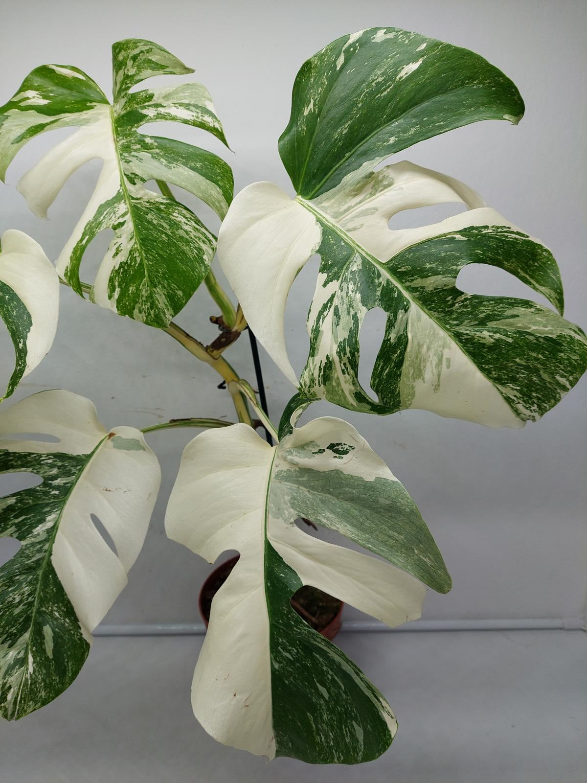 Monstera Variegata (zum aussuchen)