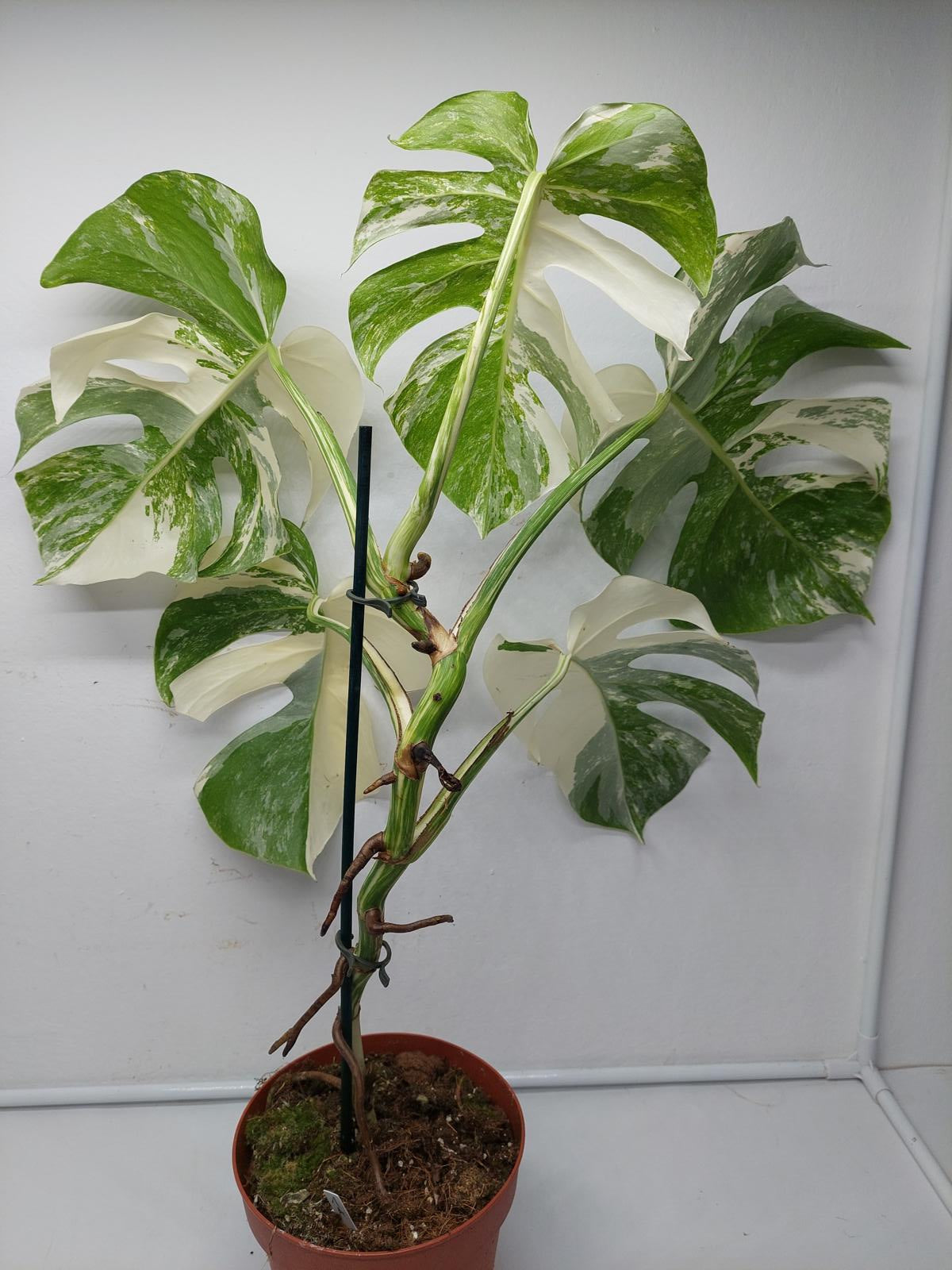 Monstera Variegata (zum aussuchen)