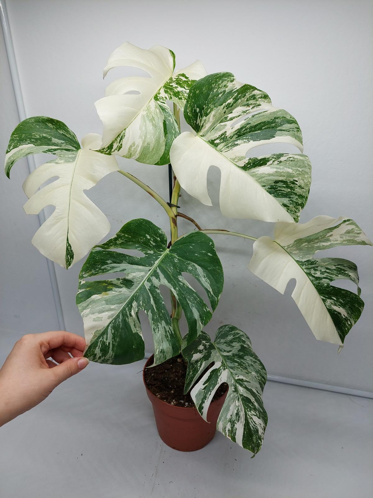 Monstera Variegata (zum aussuchen)