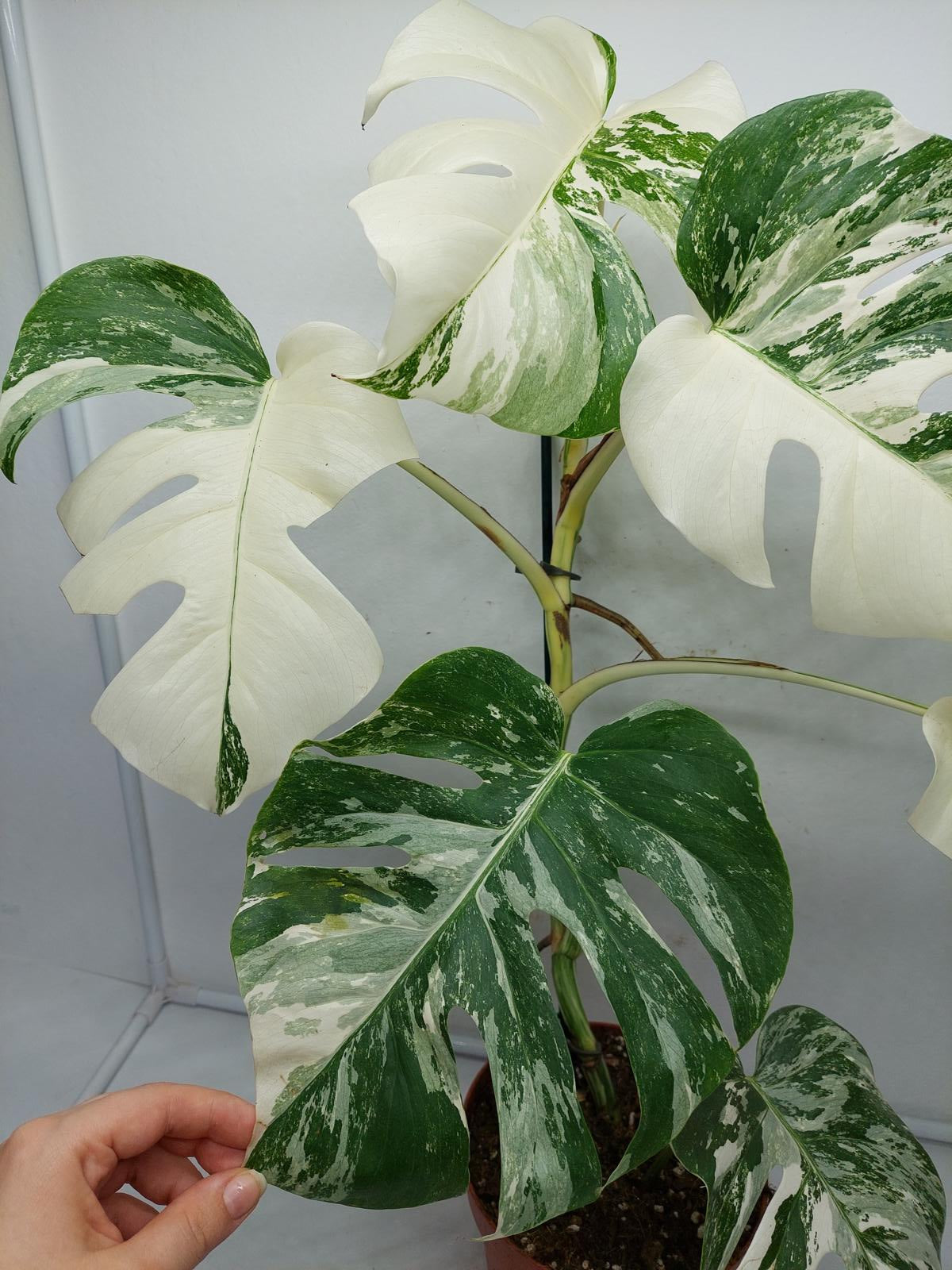 Monstera Variegata (zum aussuchen)