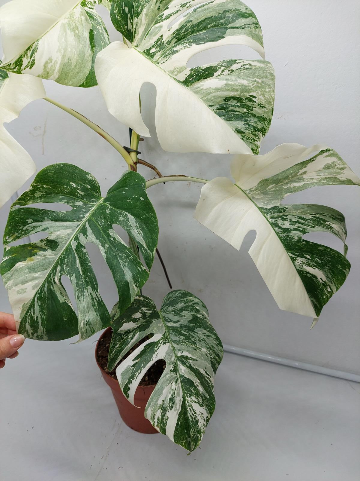 Monstera Variegata (zum aussuchen)