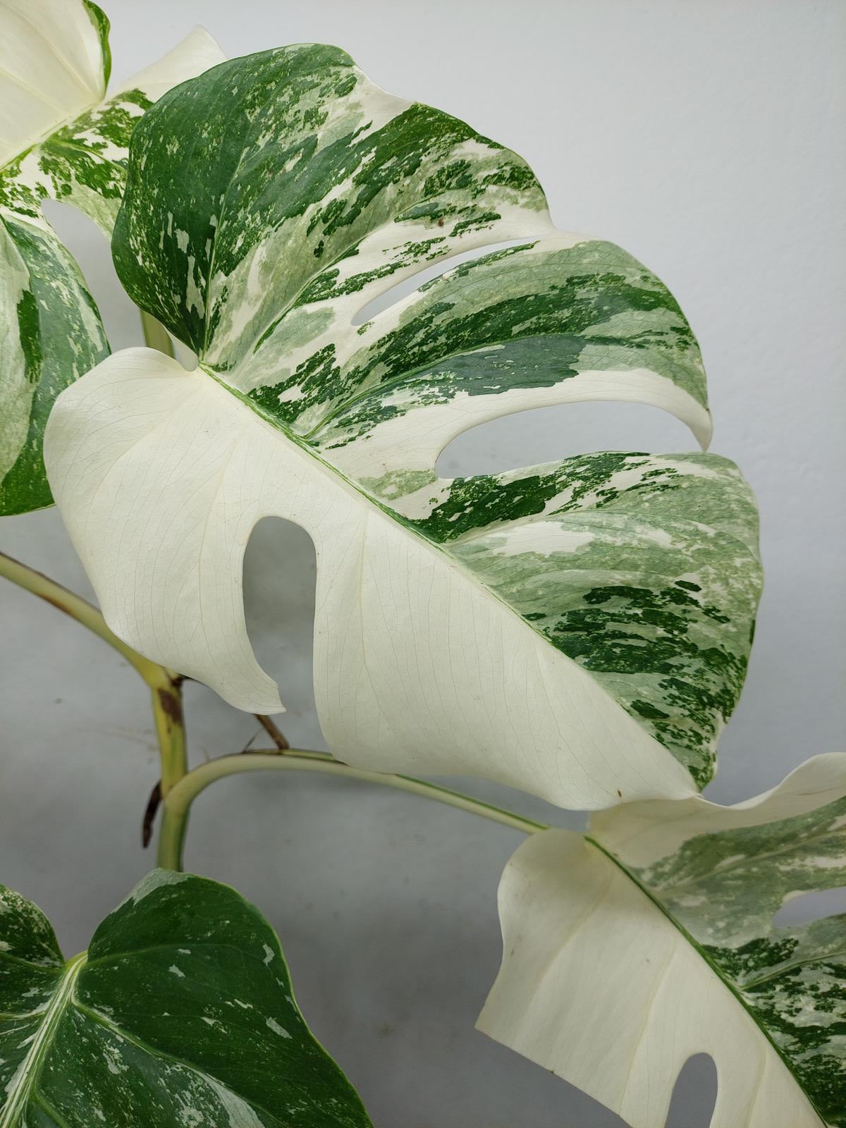 Monstera Variegata (zum aussuchen)