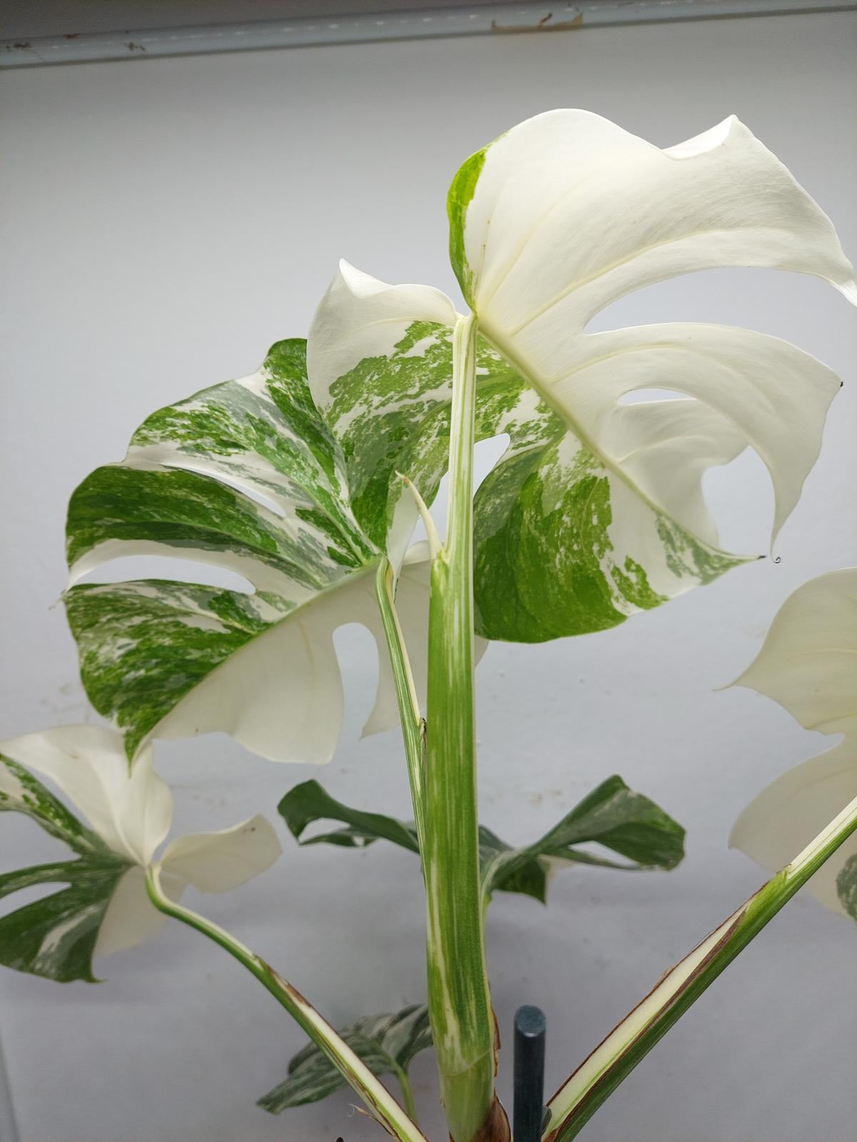 Monstera Variegata (zum aussuchen)