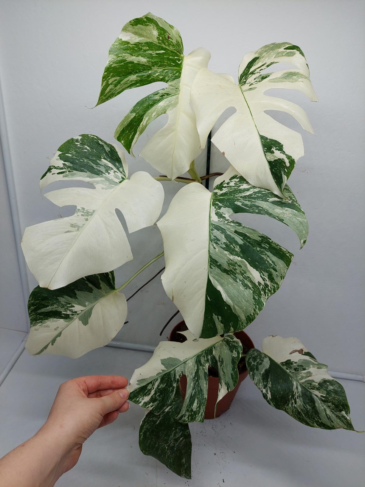 Monstera Variegata (zum aussuchen)