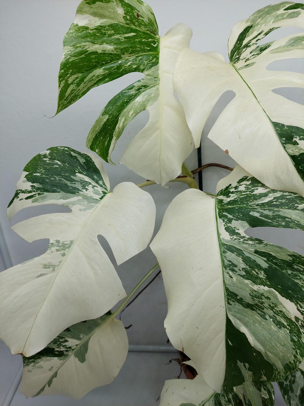 Monstera Variegata (zum aussuchen)