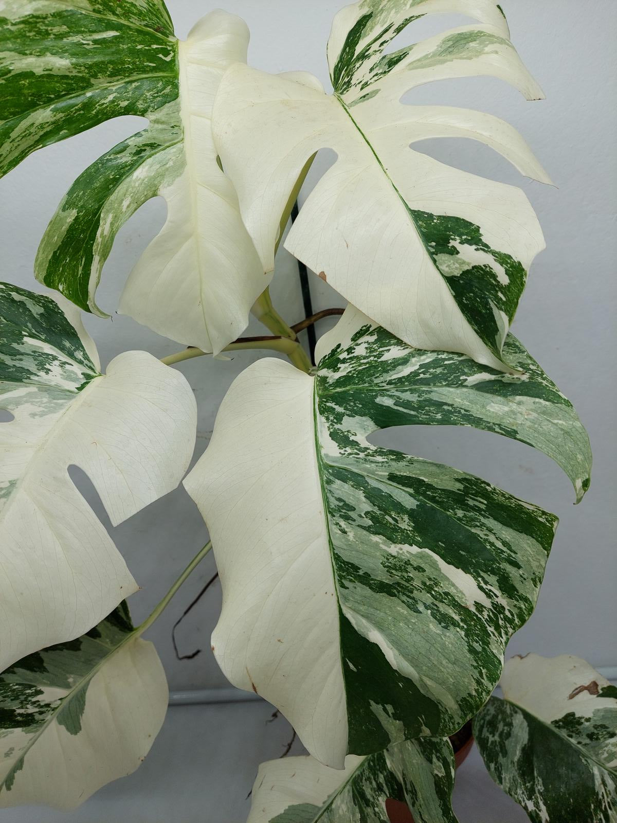 Monstera Variegata (zum aussuchen)