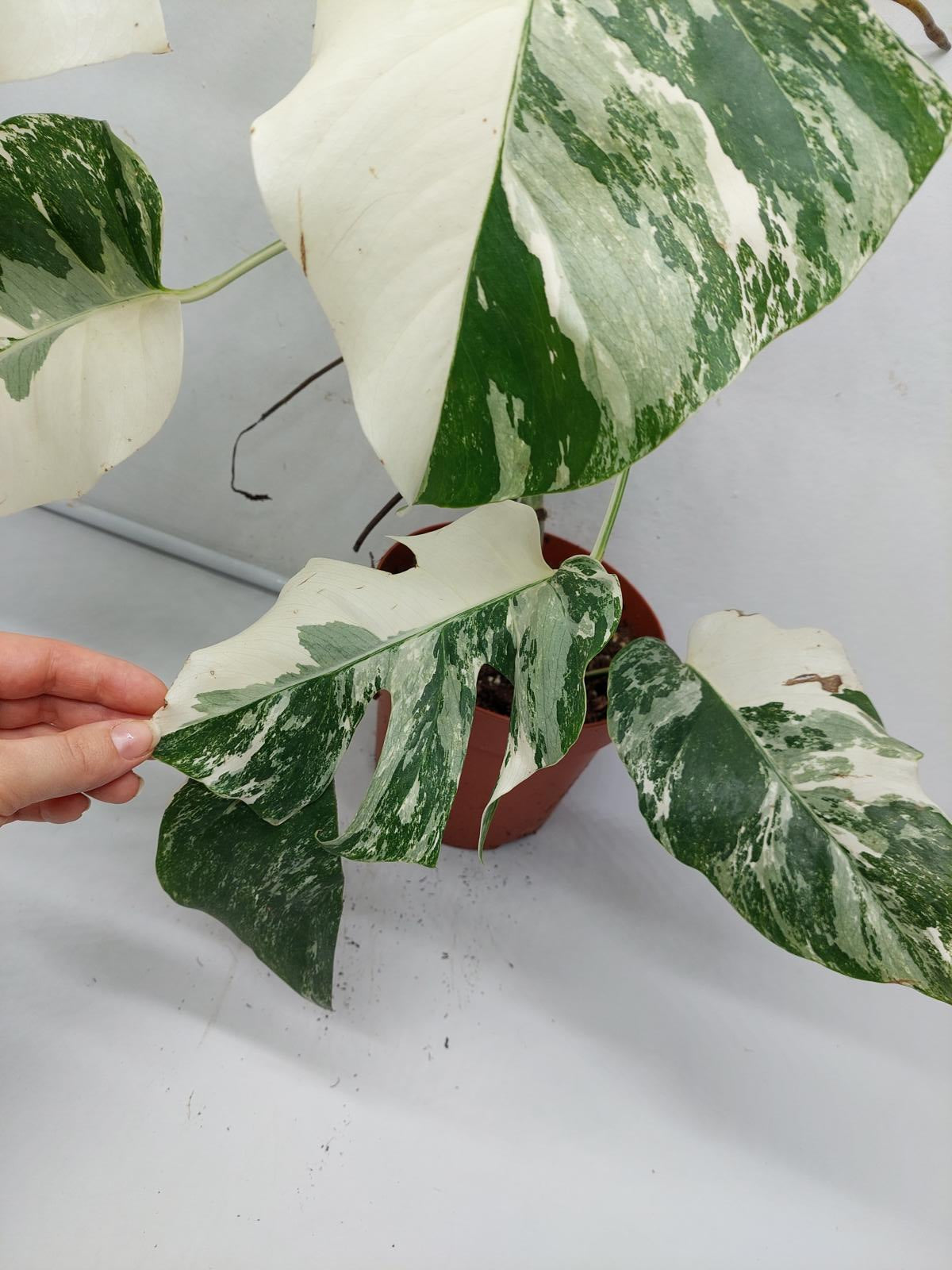 Monstera Variegata (zum aussuchen)