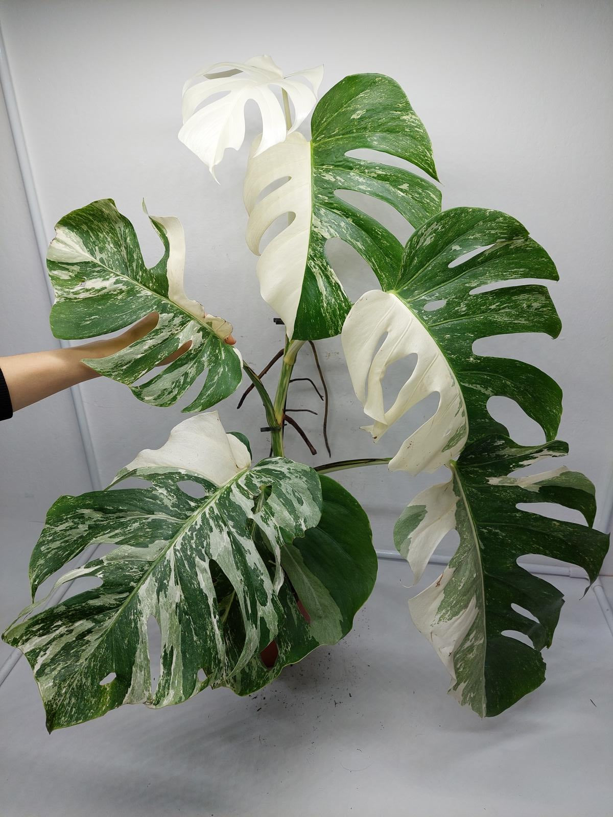 Monstera Variegata (zum aussuchen)