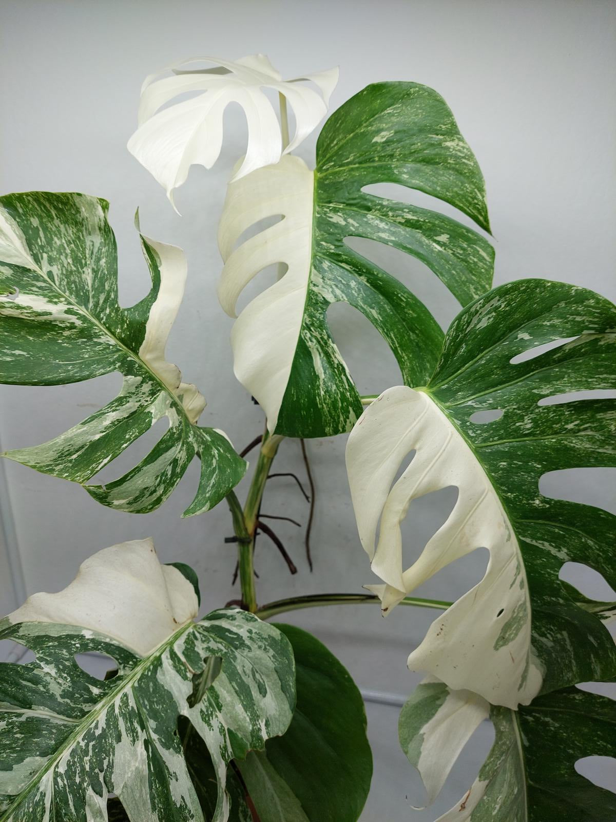 Monstera Variegata (zum aussuchen)