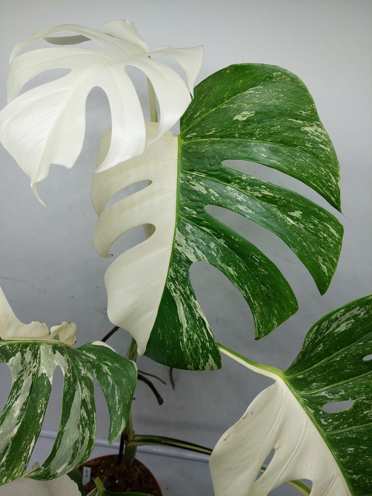 Monstera Variegata (zum aussuchen)