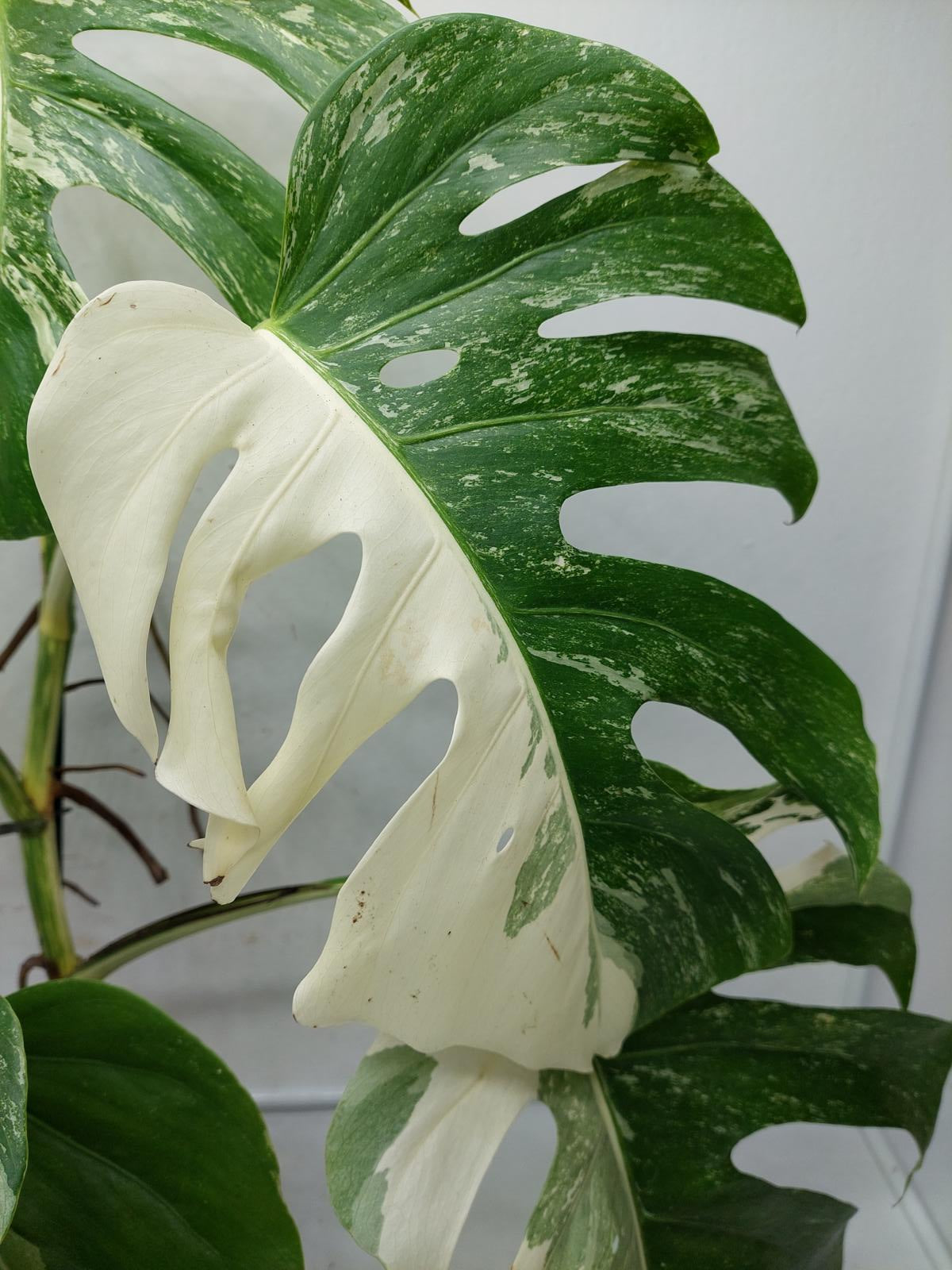 Monstera Variegata (zum aussuchen)