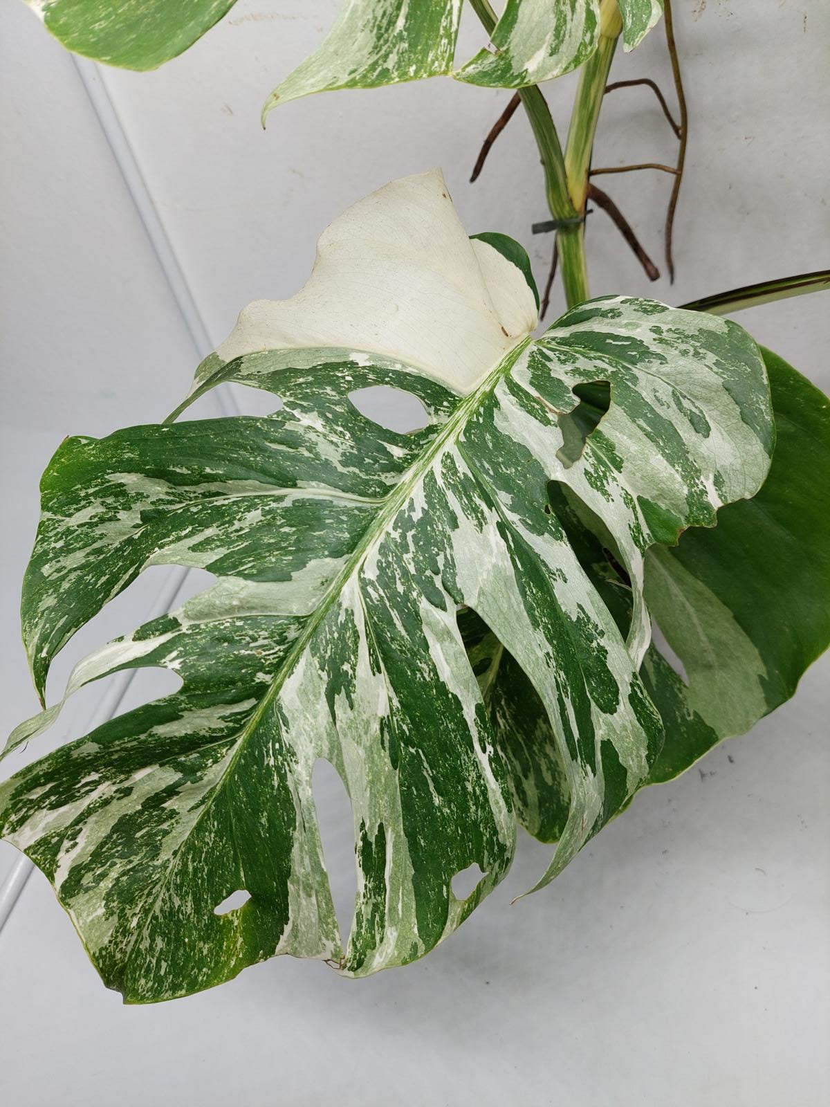 Monstera Variegata (zum aussuchen)