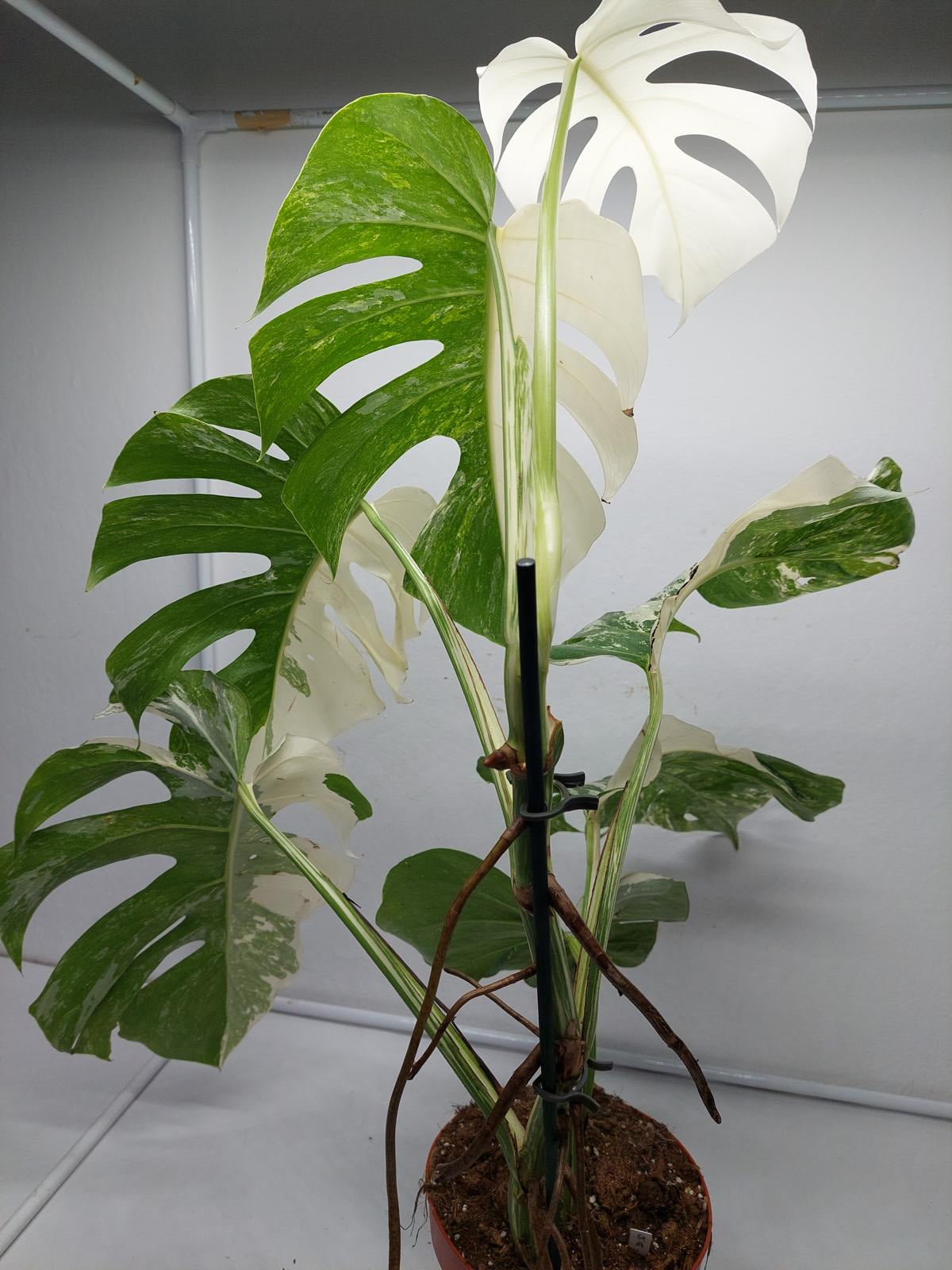 Monstera Variegata (zum aussuchen)