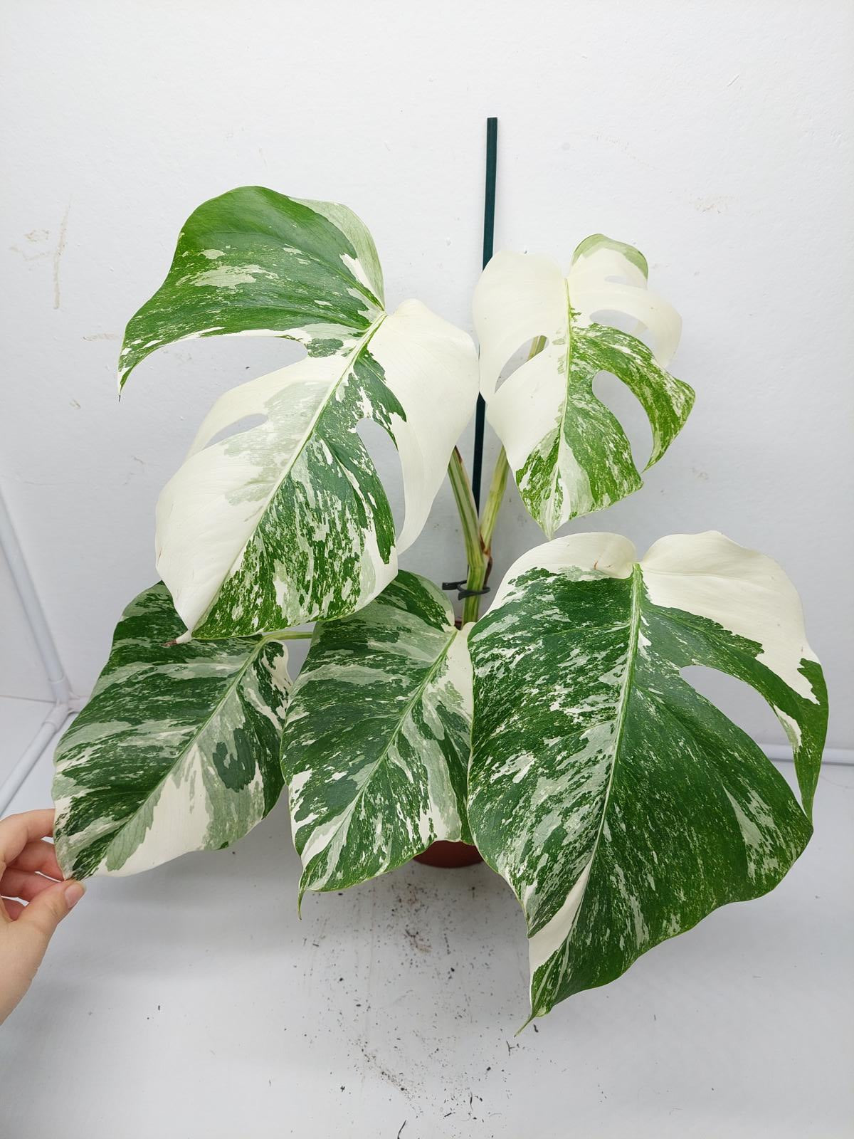 Monstera Variegata (zum aussuchen)