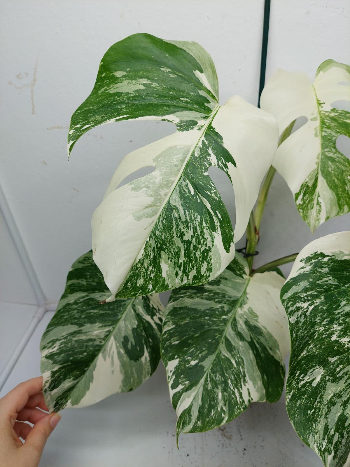 Monstera Variegata (zum aussuchen)