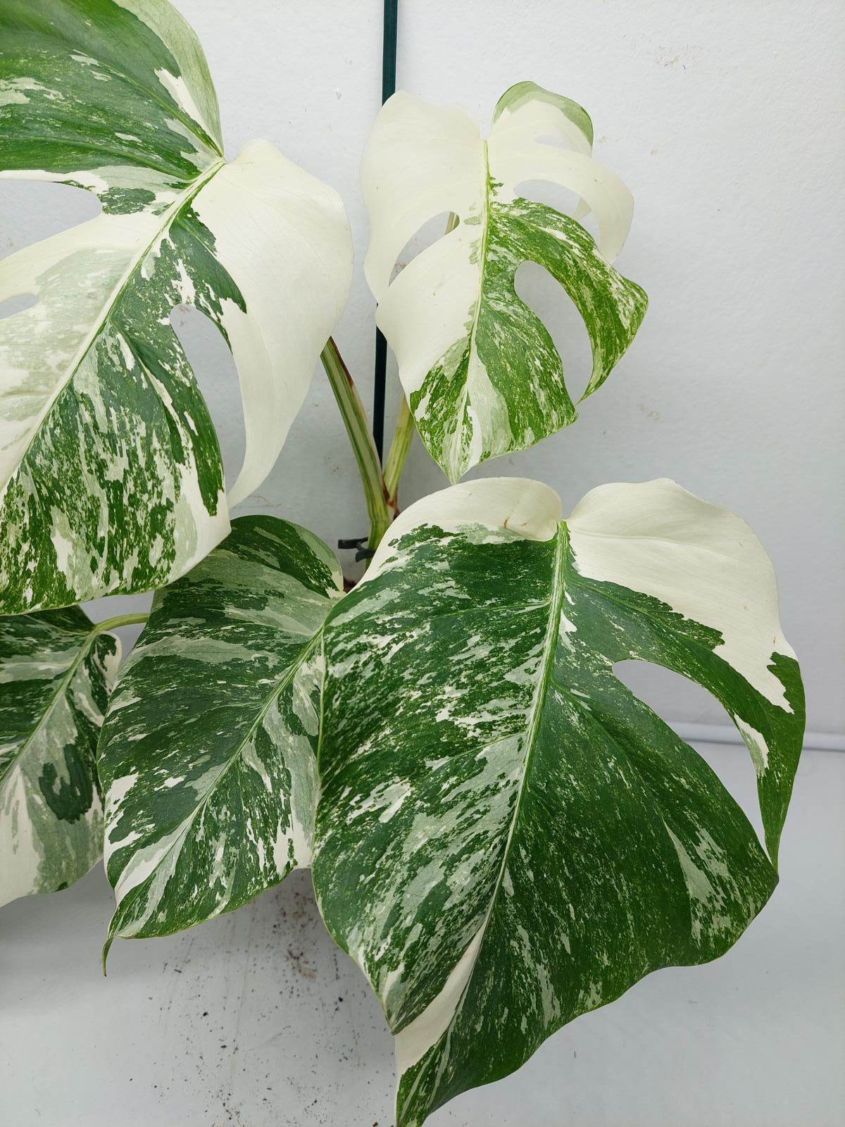 Monstera Variegata (zum aussuchen)