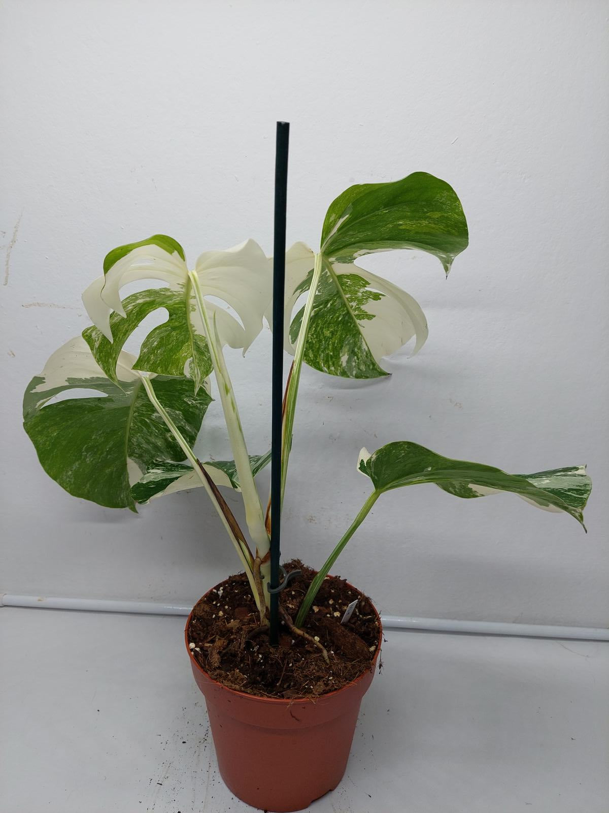 Monstera Variegata (zum aussuchen)