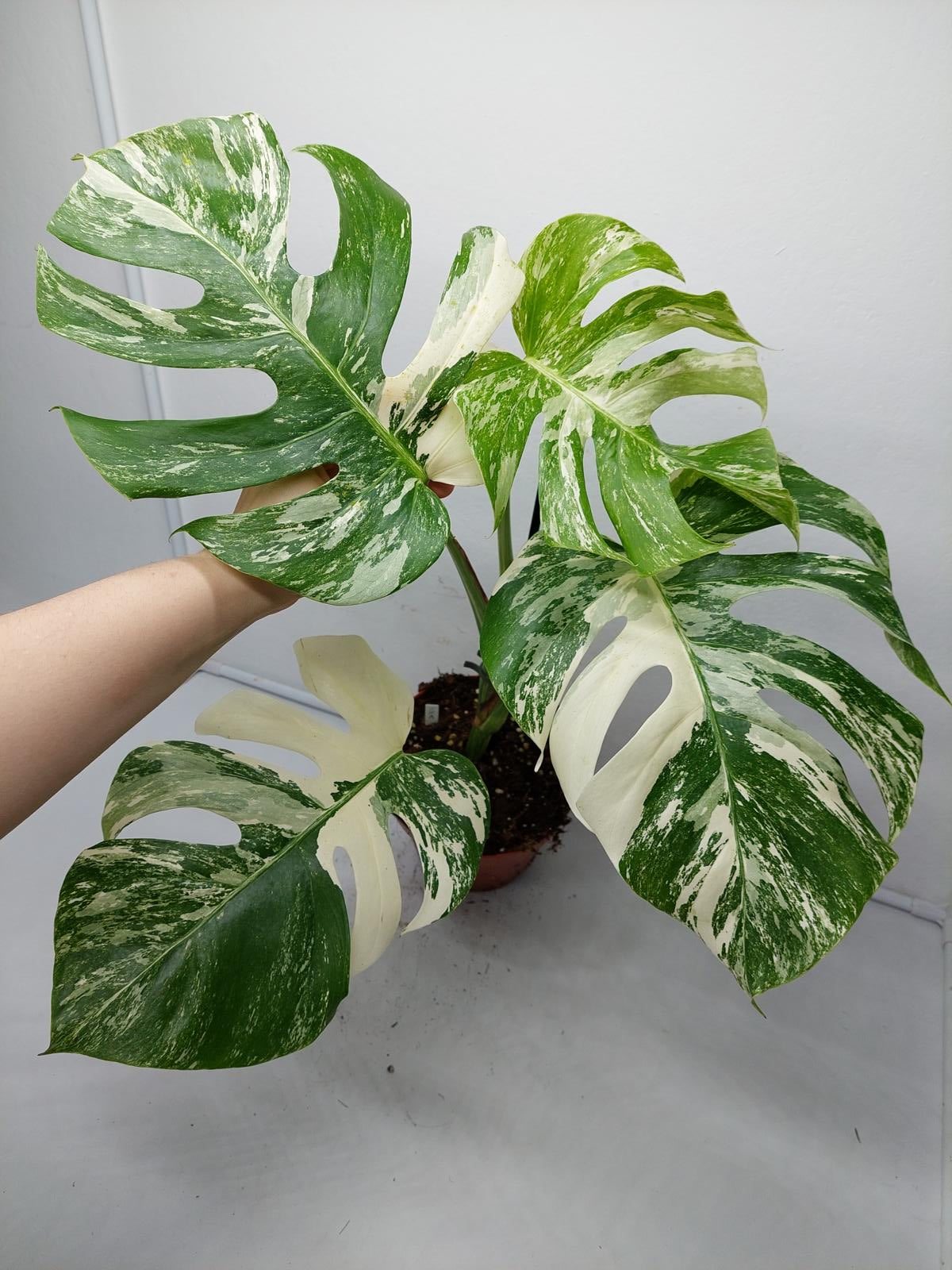 Monstera Variegata (zum aussuchen)