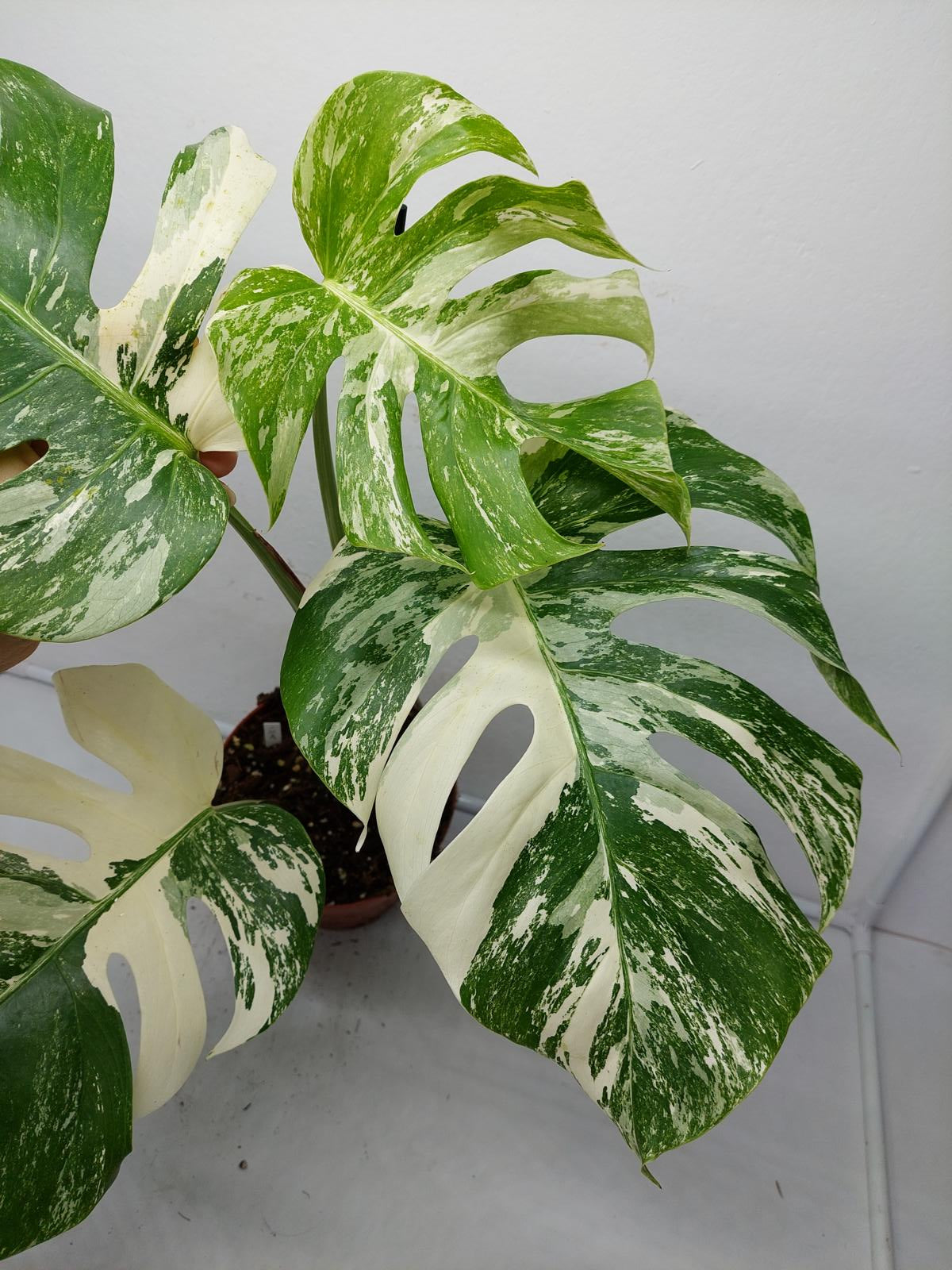 Monstera Variegata (zum aussuchen)