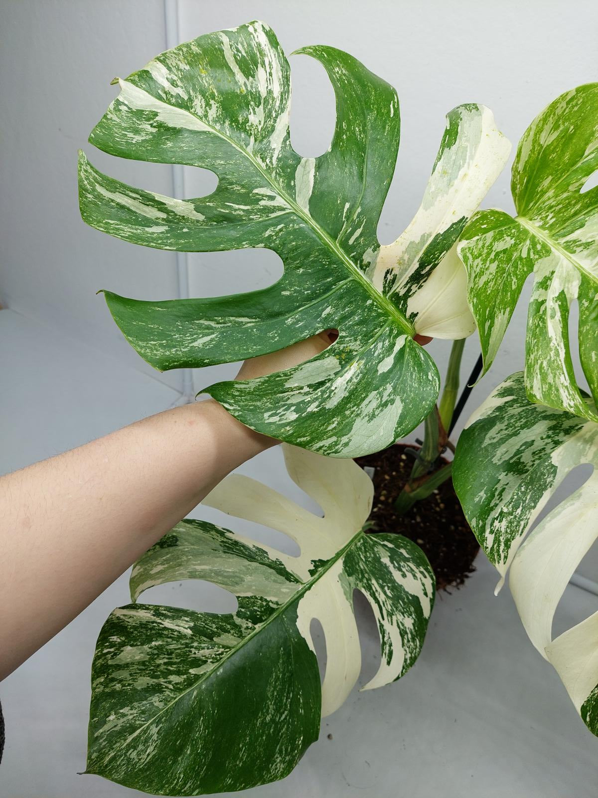 Monstera Variegata (zum aussuchen)