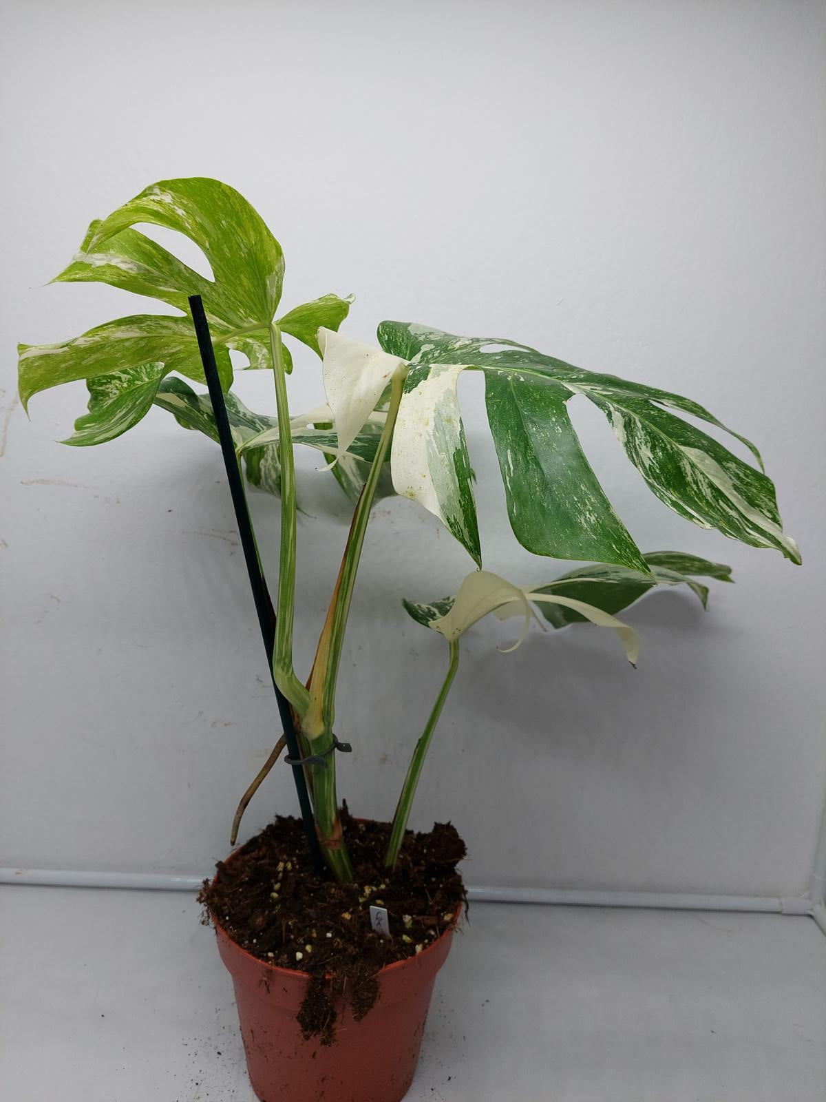 Monstera Variegata (zum aussuchen)