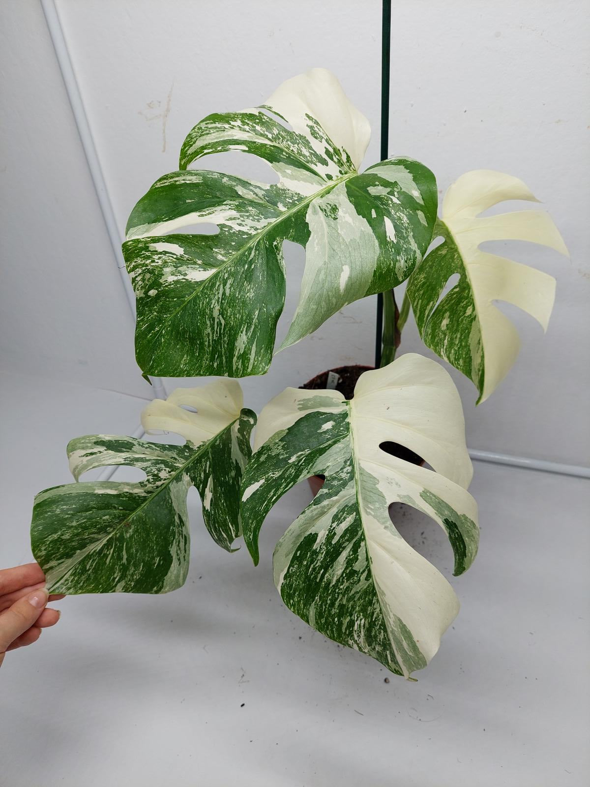 Monstera Variegata (zum aussuchen)