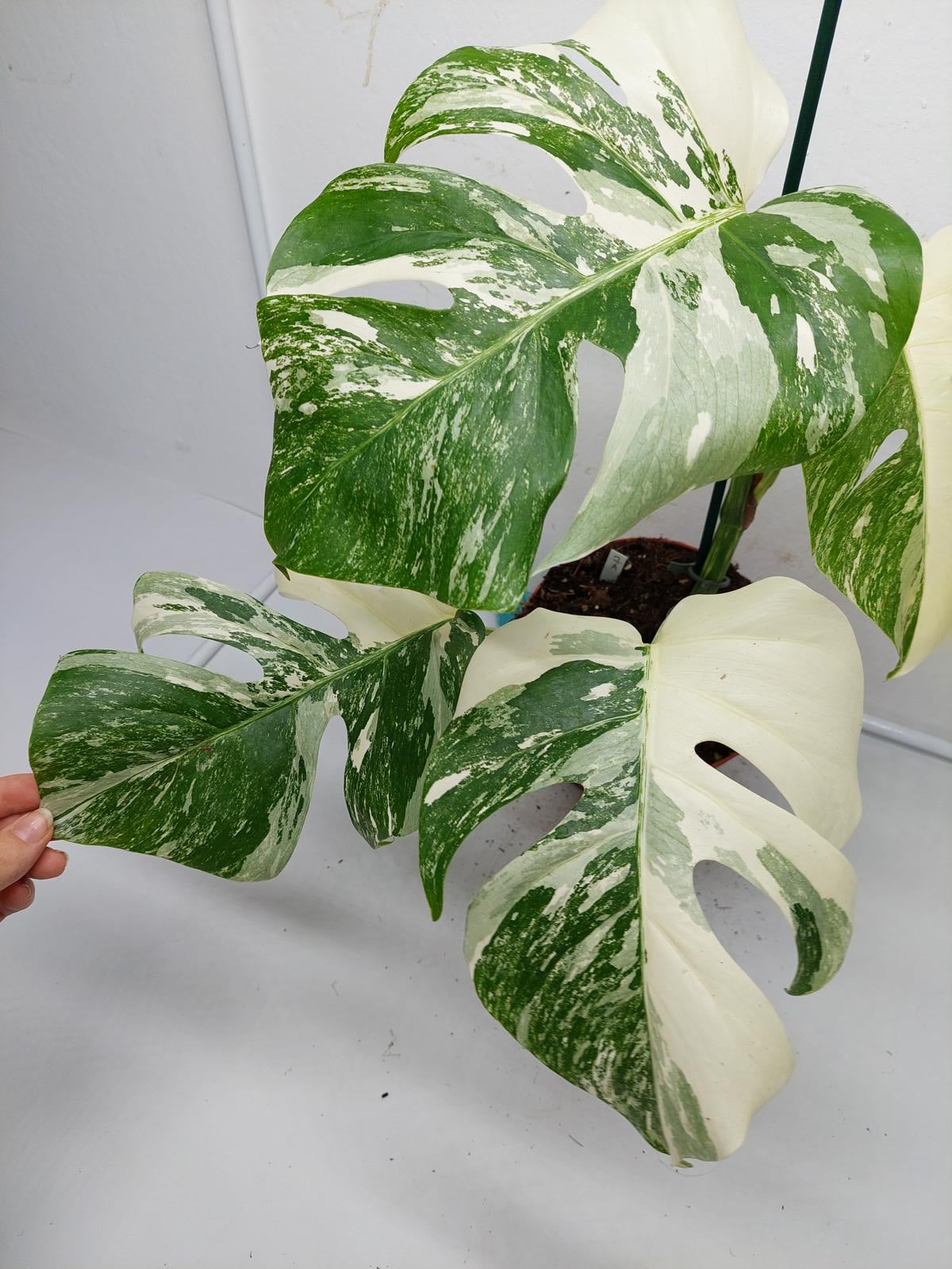 Monstera Variegata (zum aussuchen)