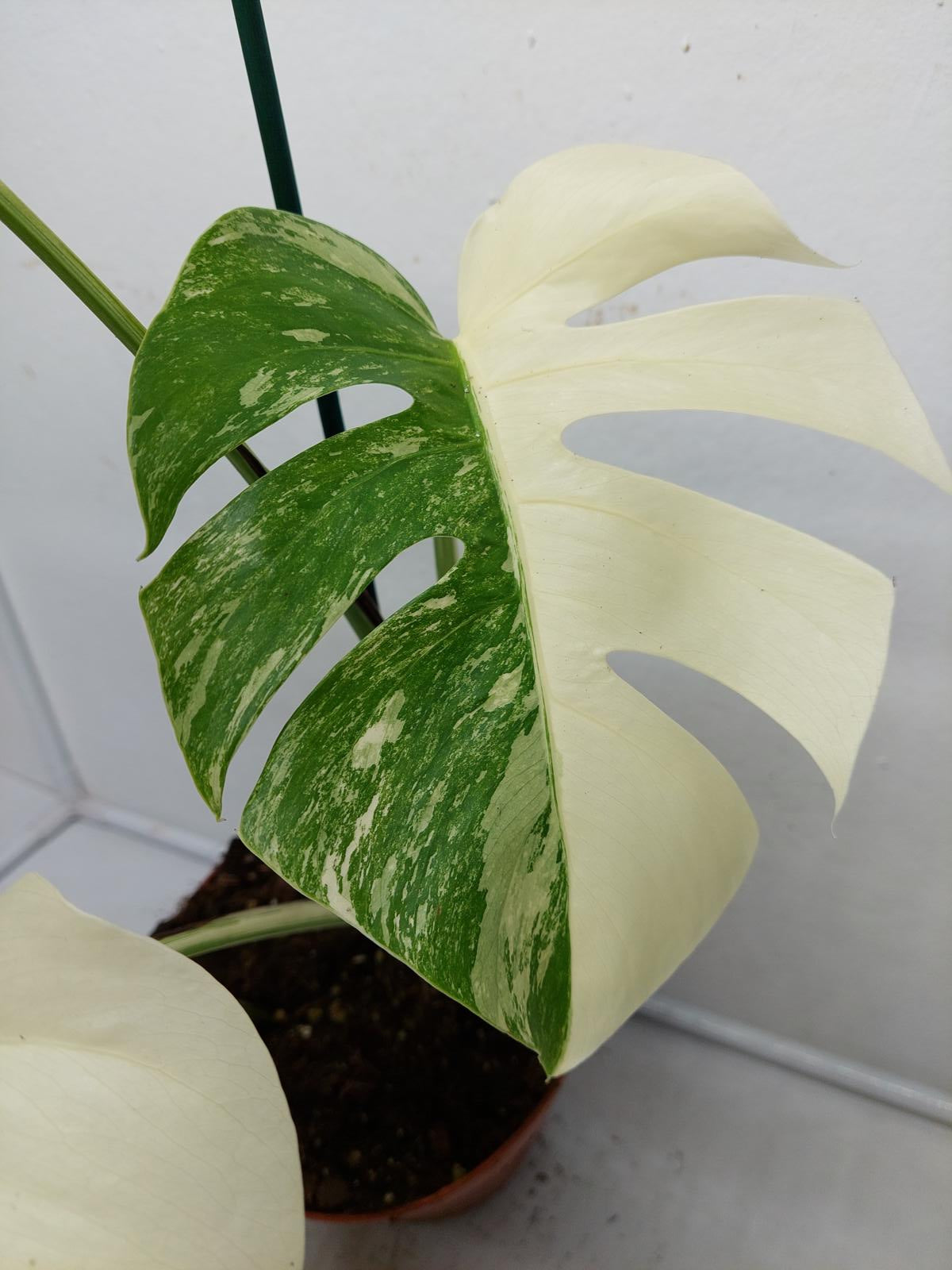 Monstera Variegata (zum aussuchen)