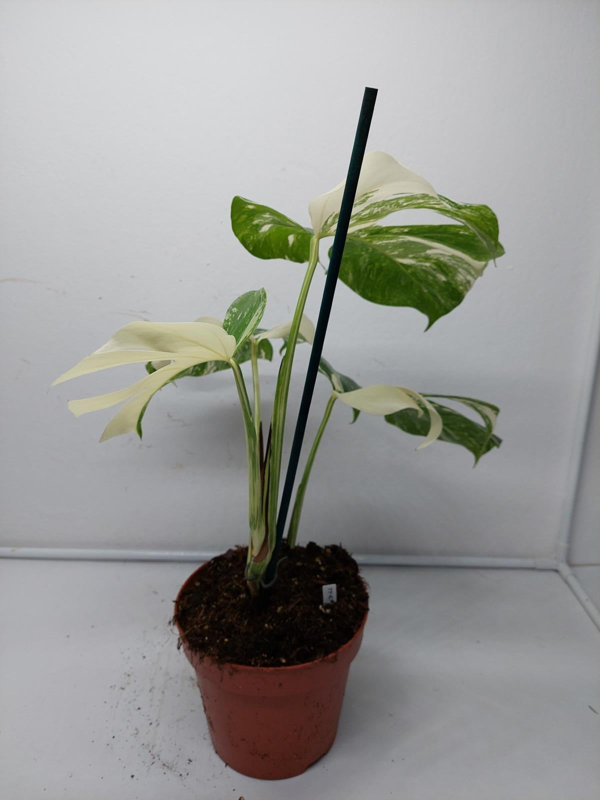 Monstera Variegata (zum aussuchen)