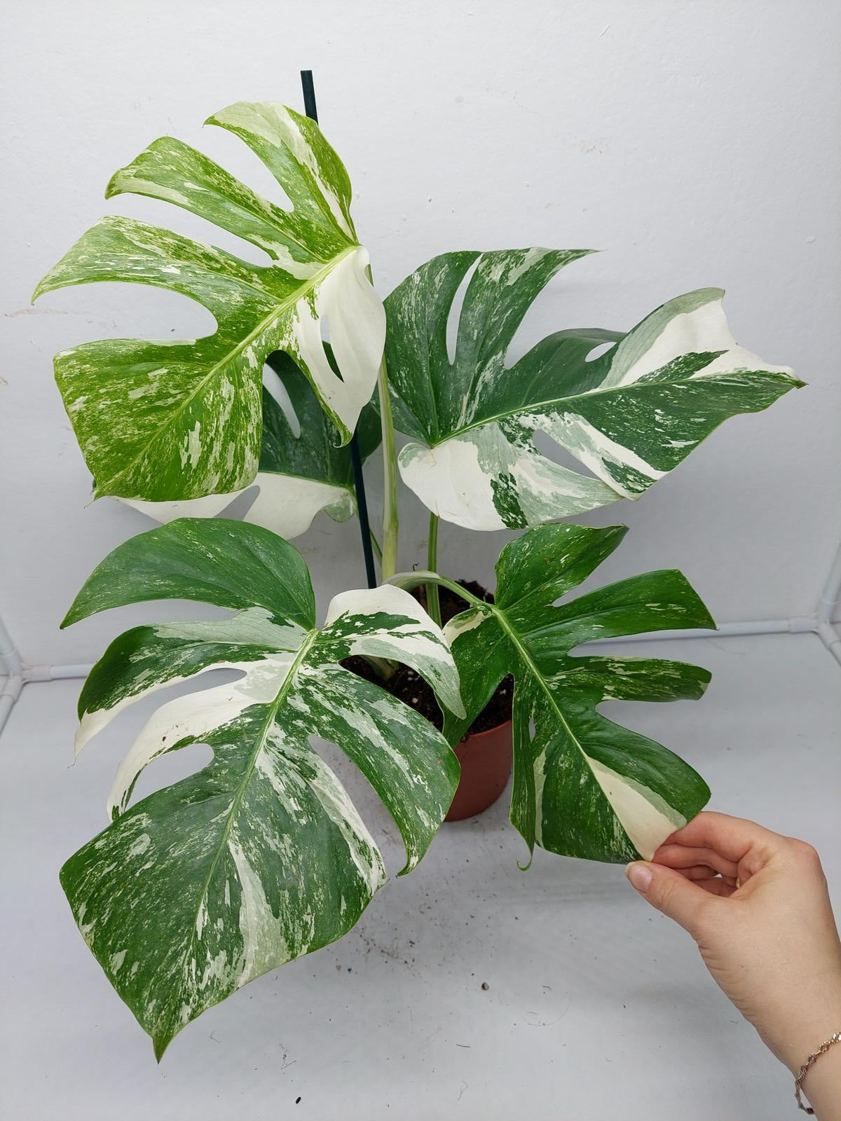 Monstera Variegata (zum aussuchen)