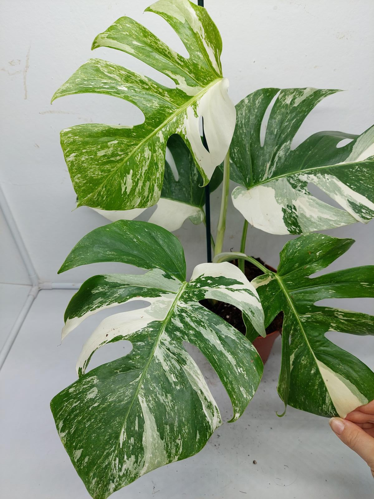 Monstera Variegata (zum aussuchen)