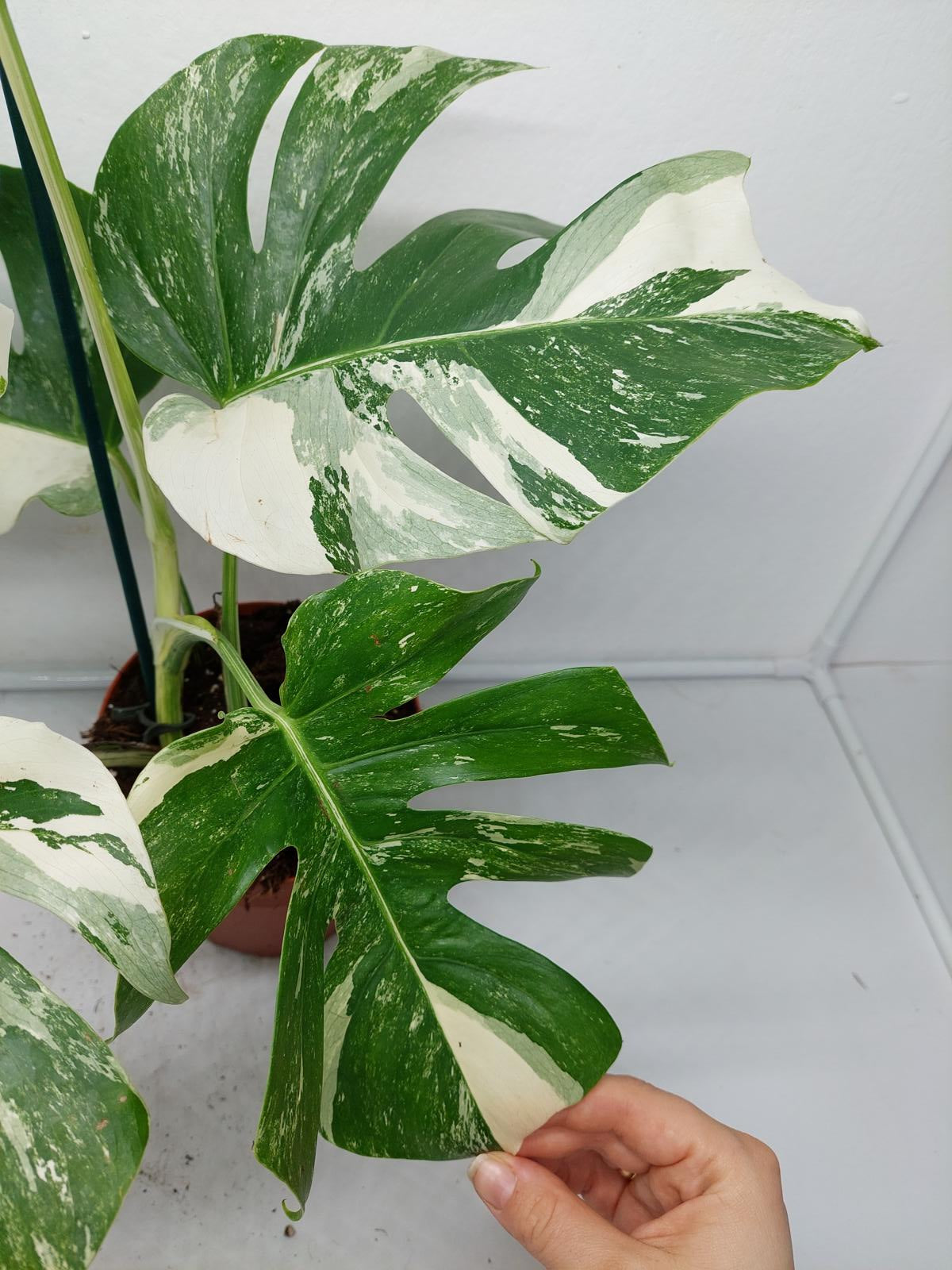 Monstera Variegata (zum aussuchen)