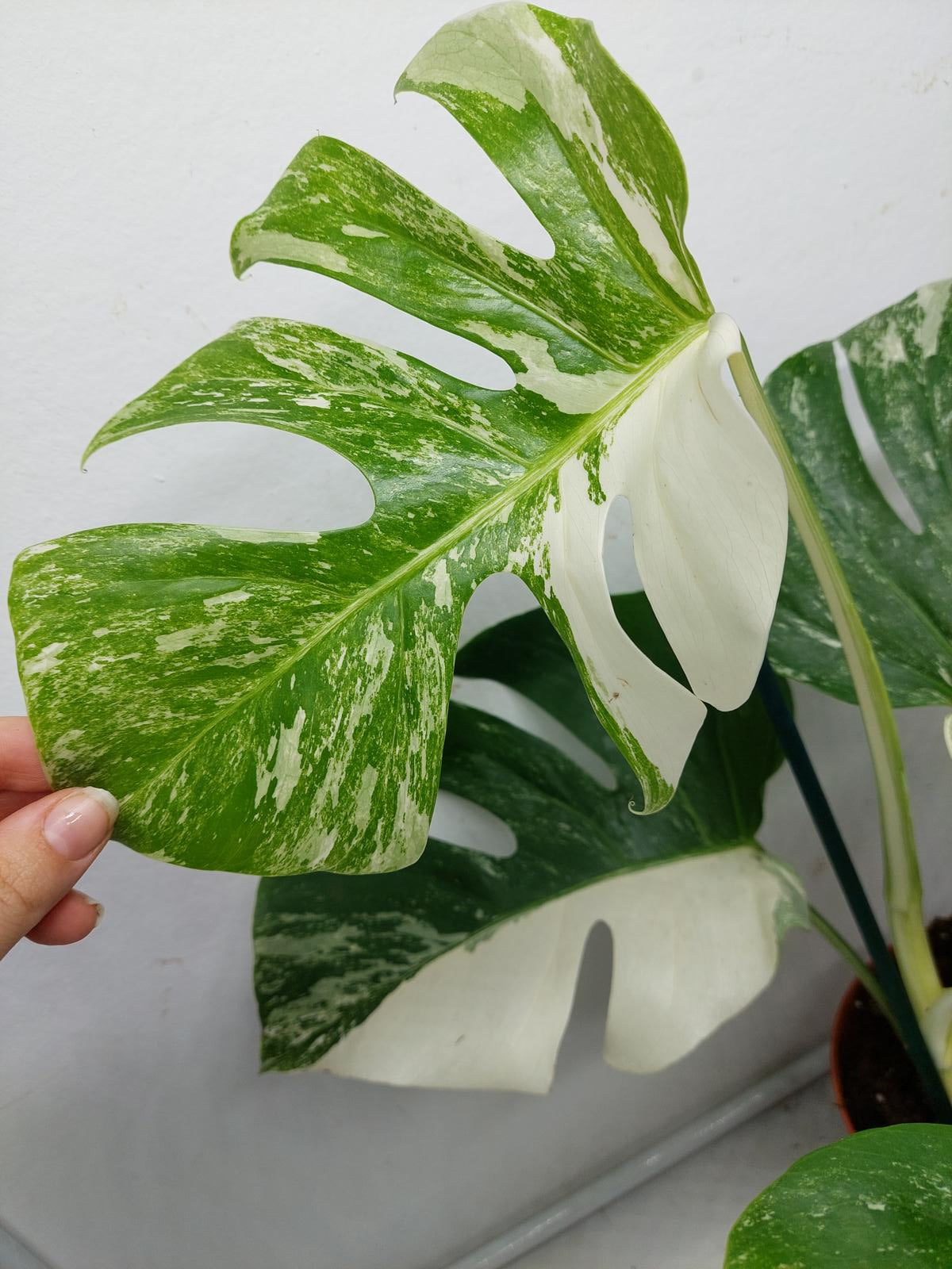 Monstera Variegata (zum aussuchen)