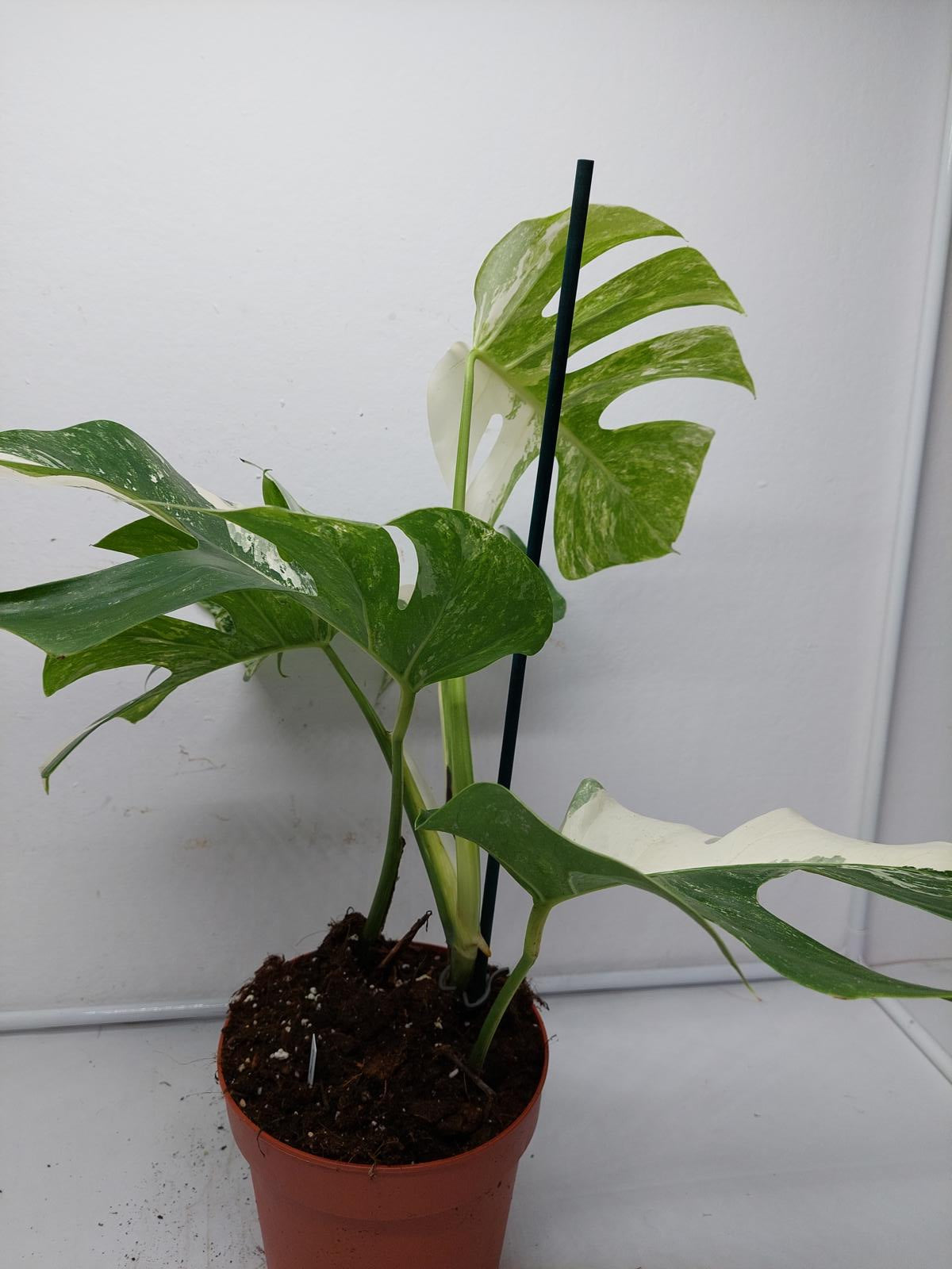 Monstera Variegata (zum aussuchen)