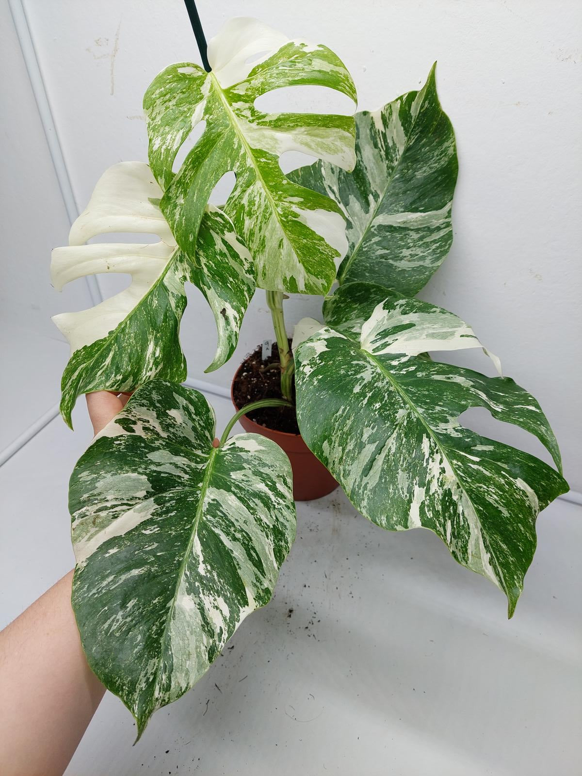 Monstera Variegata (zum aussuchen)