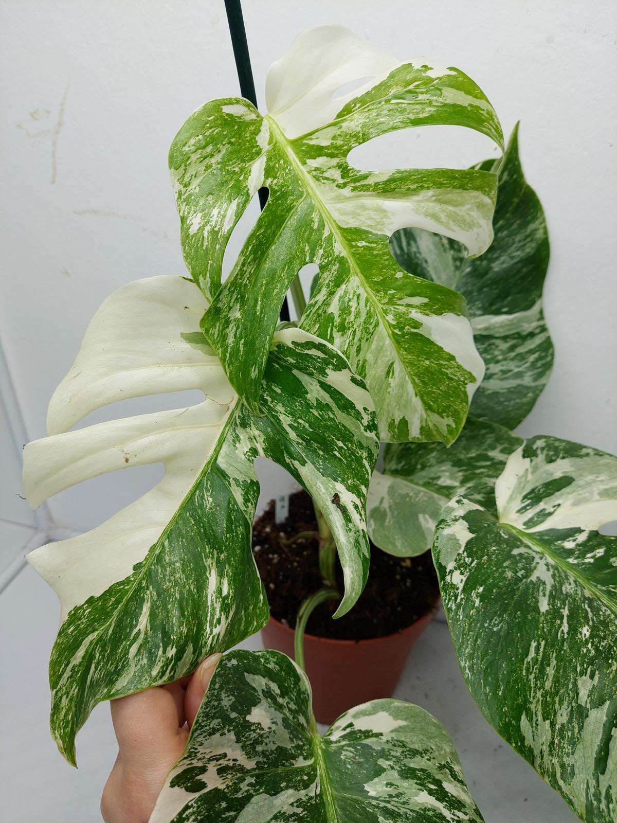 Monstera Variegata (zum aussuchen)