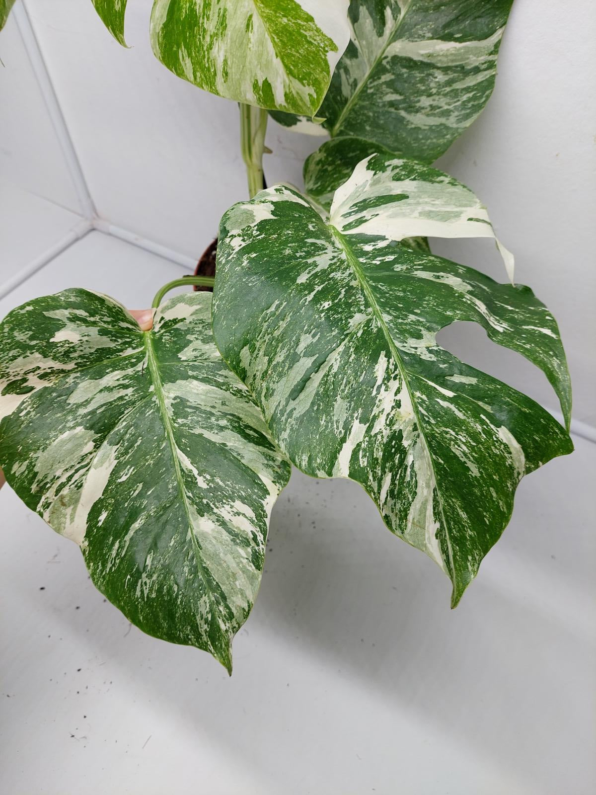 Monstera Variegata (zum aussuchen)